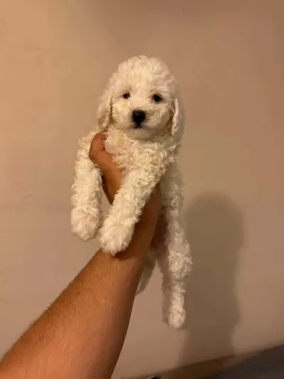 Tüy Dökmez Maltipoo Bebeklerimiz