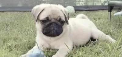 Pug Safkan Köpeğimiz