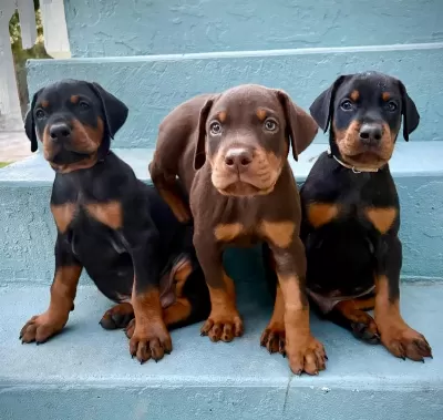 Ev Ortamında Yetiştirilmiş Doberman Yavrularımız
