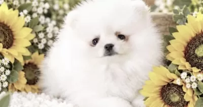 Pomeranian Boo Yavru Kayseriden