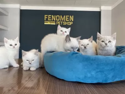 En Güzel Brıtısh Shorthair Yavrular Ankara