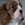 Cavalier King Charles