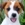 Jack Russell