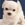 Maltese Terrier