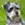 Minyatür Schnauzer