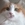 Tekir Kedi