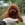 Toy Poodle