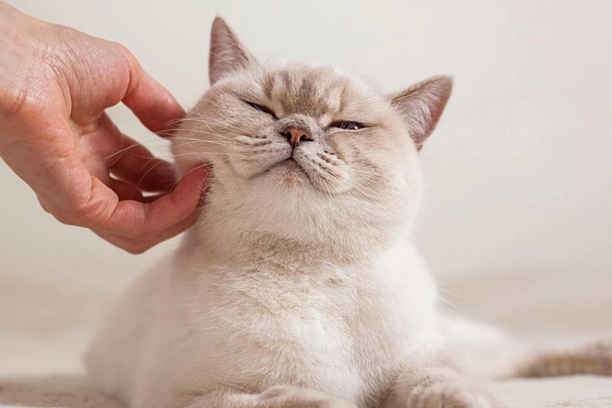 British Shorthair Satın Al