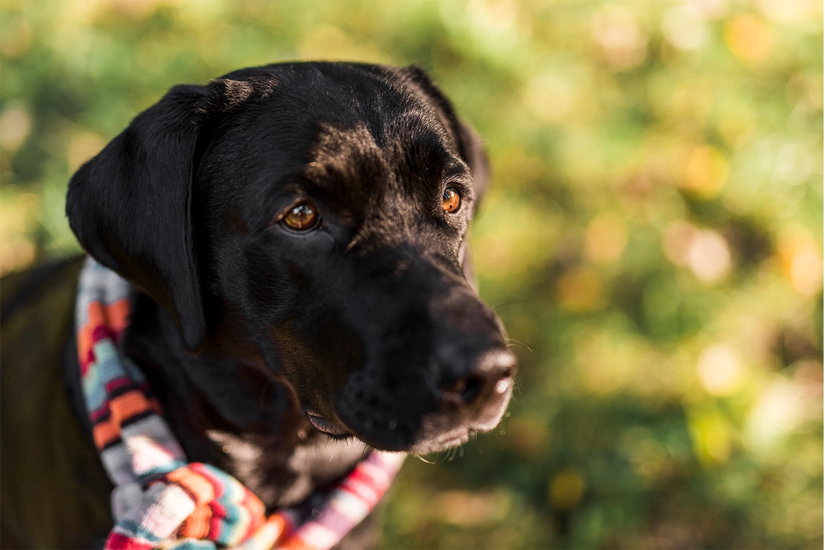 Labrador Eğitimi