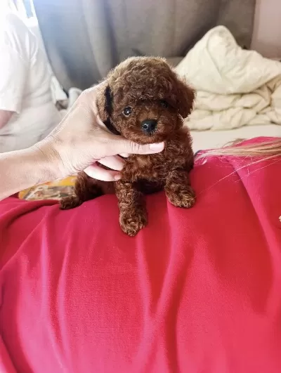 Toy Poodle Puppy Köpeğimiz