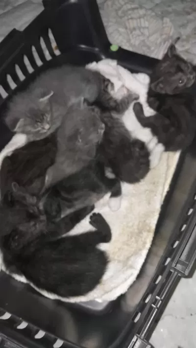 4 Yavru Ve Anne Kediye Yuva Arıyoruz