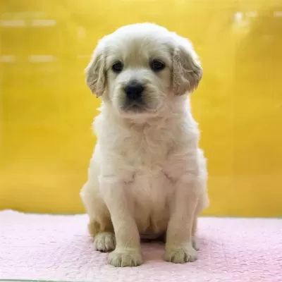 Golden Retriever Yavrulari