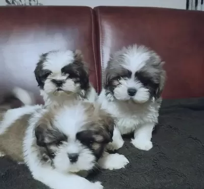 Erkek ve Dişi Shih-Tzu Yavruları Mevcut