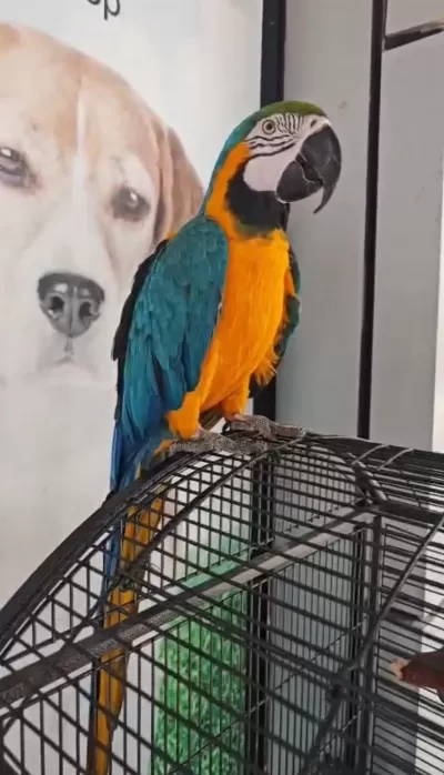 Belgeli Çipli Ara Macaw Özel Renk