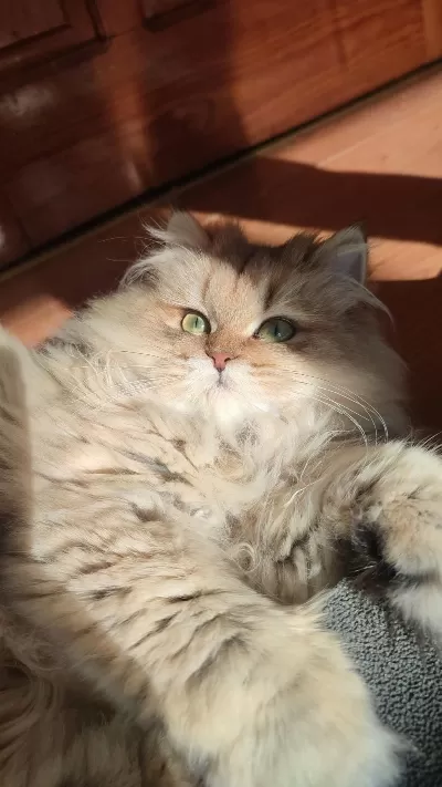Eşleştirme İlanı British Longhair Kedimizi