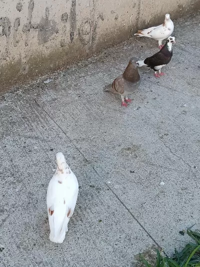 Acil Satılık Güvercin