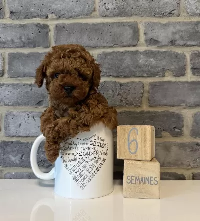 Güzeller Güzeli Poodle Yavrular