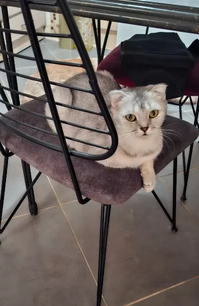 Sakin Cana Yakın Kedimiz