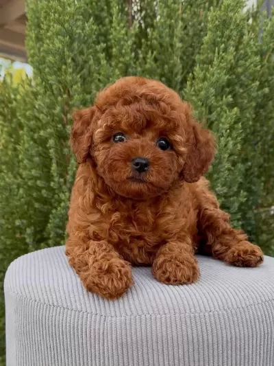 Kore Kan Red Brown Toy Poodle