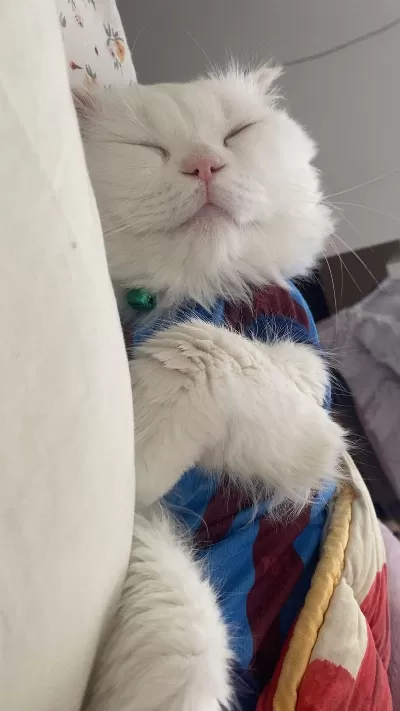 British Longhair 2 Yaşında