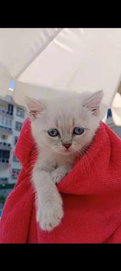 2 Aylık Erkek Kedimiz
