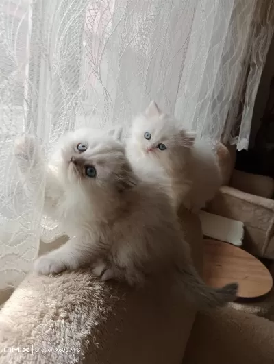 2 Aylık İran Kedisi Sahibimi Arıyorum