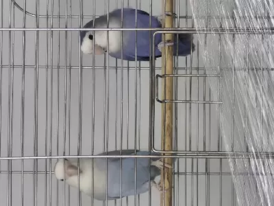 2 Çift Sevda Papağanı