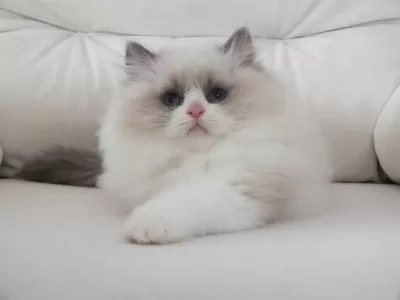 Full Şecereli Ragdoll Yavruları