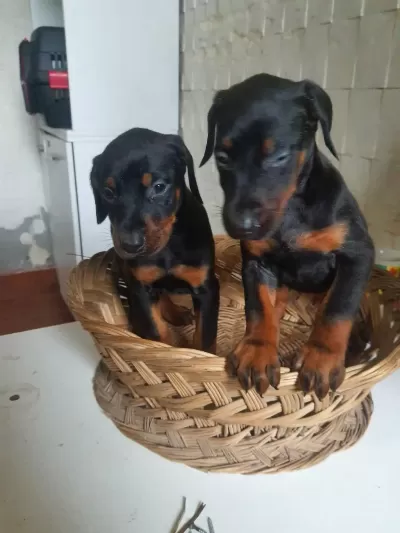 Mükemmel King Doberman Yavrularım