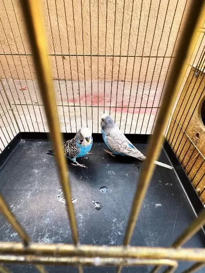 Jumbo Yavru Alınmış Takım Muhabbet Kuşu