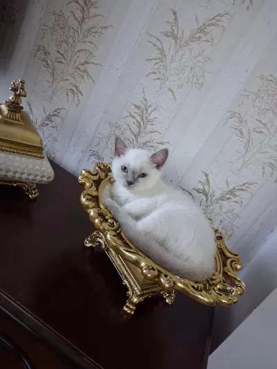 British Shorthair Blue Point Dişi