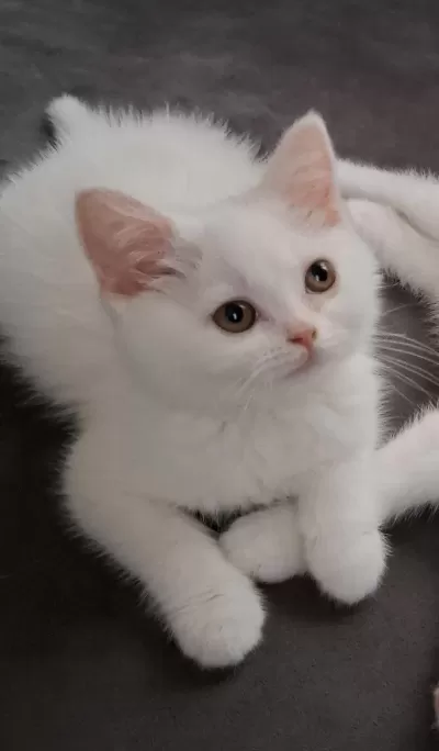 Yeni Yuvasına Gitmeye Hazır Dişi Kedimiz