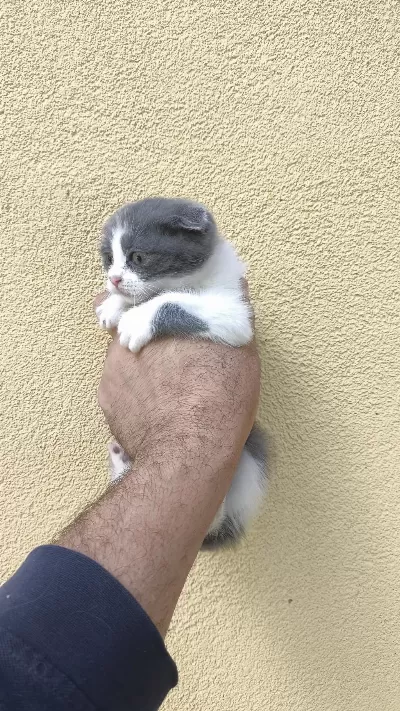 Gri Beyaz Yavru Scottish Fold