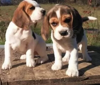 İrk Ve Sağlık Garantili Beagle Yavrular