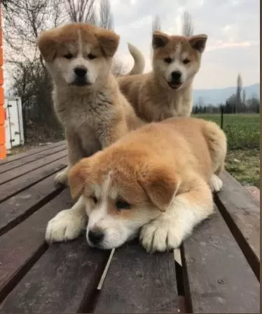 İrk Ve Sağlık Garantili Japon Akita Yavrular