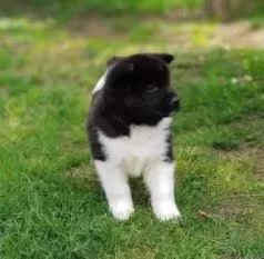 İrk Ve Sağlık Garantili Amerikan Akita Yavrular