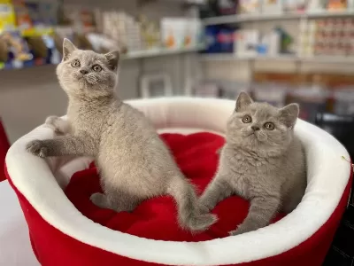 Muhteşeml Lilak British Shorthair Yavrular
