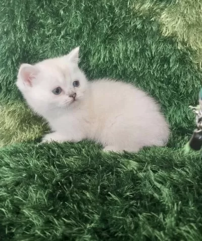 British Shorthair Safkan