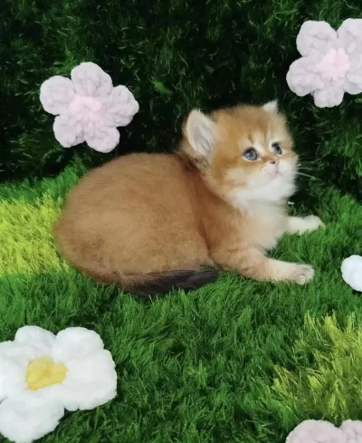 British Shorthair Golden