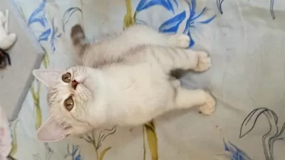 British Shorthair Ve British Golden Yavrularımız