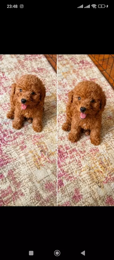Sağlık Kg Cm Garantili Tuvalet Eğitimli Erkek Poodle