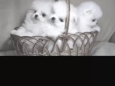 Pomeranian Boo Köpekleri İçin Ulaşin