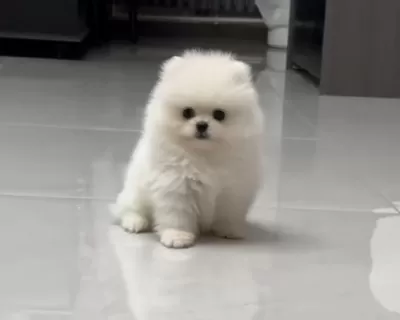 Pomeranian Boo Köpeği