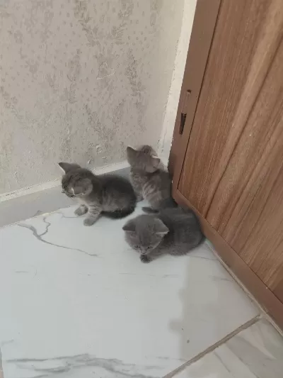 2 Aylik Mama Yemeye Başlayan Kedilerimize Yuva Ariyoruz