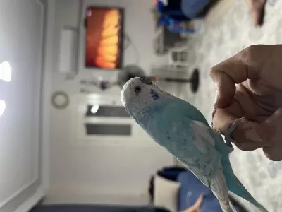 Full Evcil Konuşan Şov Jumbo Muhabbet Kuşu