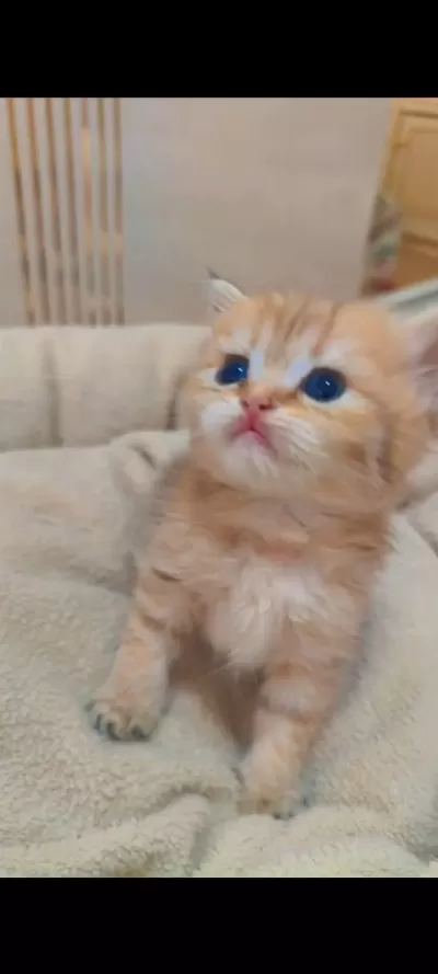 British Shorthair Ve British Longhair