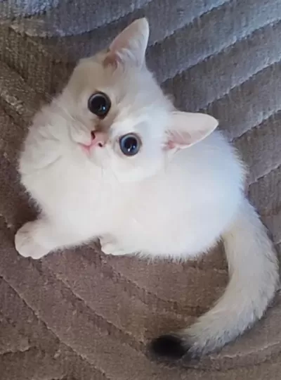 Şafkan British Shorthair