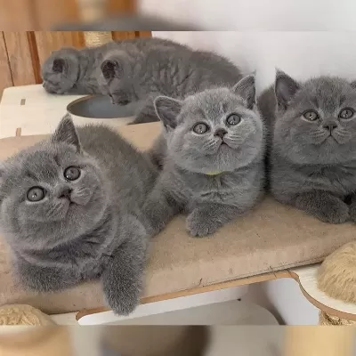 British Shorthair Yavrulari