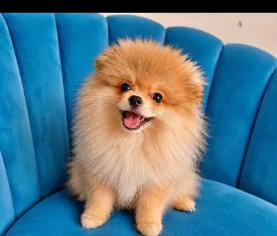 Erkek Pomeranian Tuvalet Eğitimli