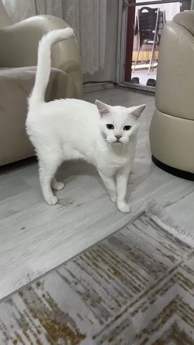 2 Yaşında British Shorthair